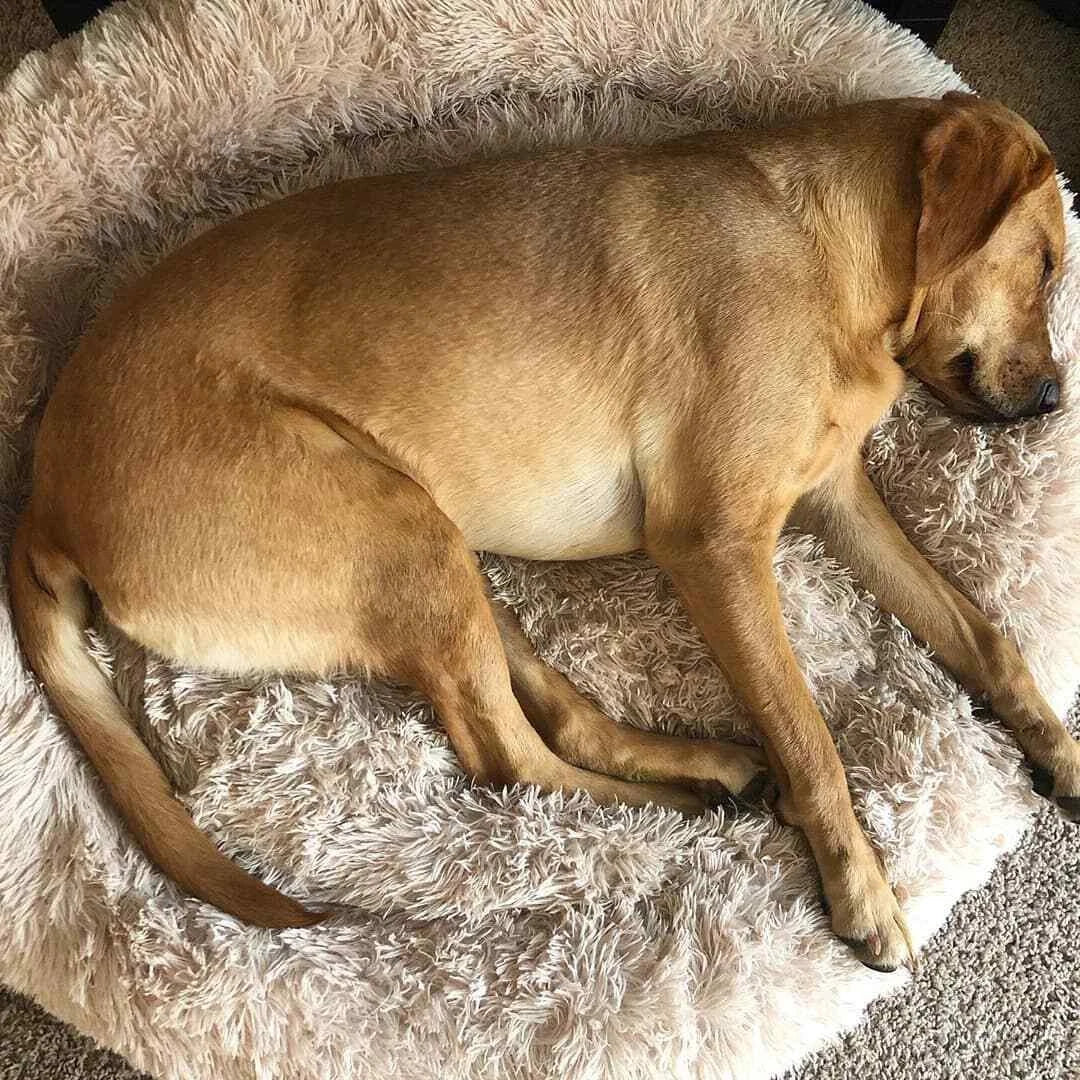 Brown Soft Plush Calming Pet Bed for Dogs and Cats