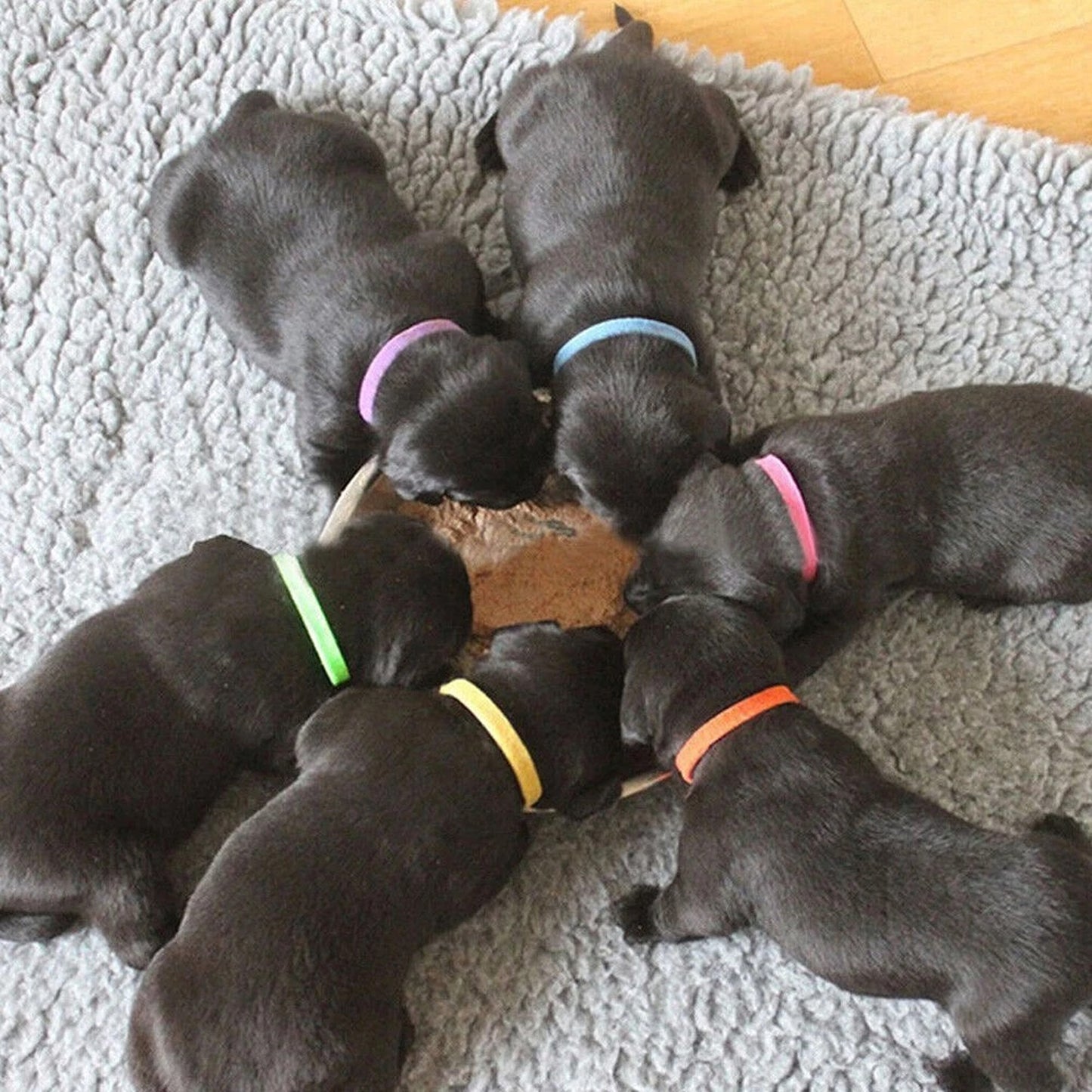12 Piece Puppy and Kitten ID Collar Band Set