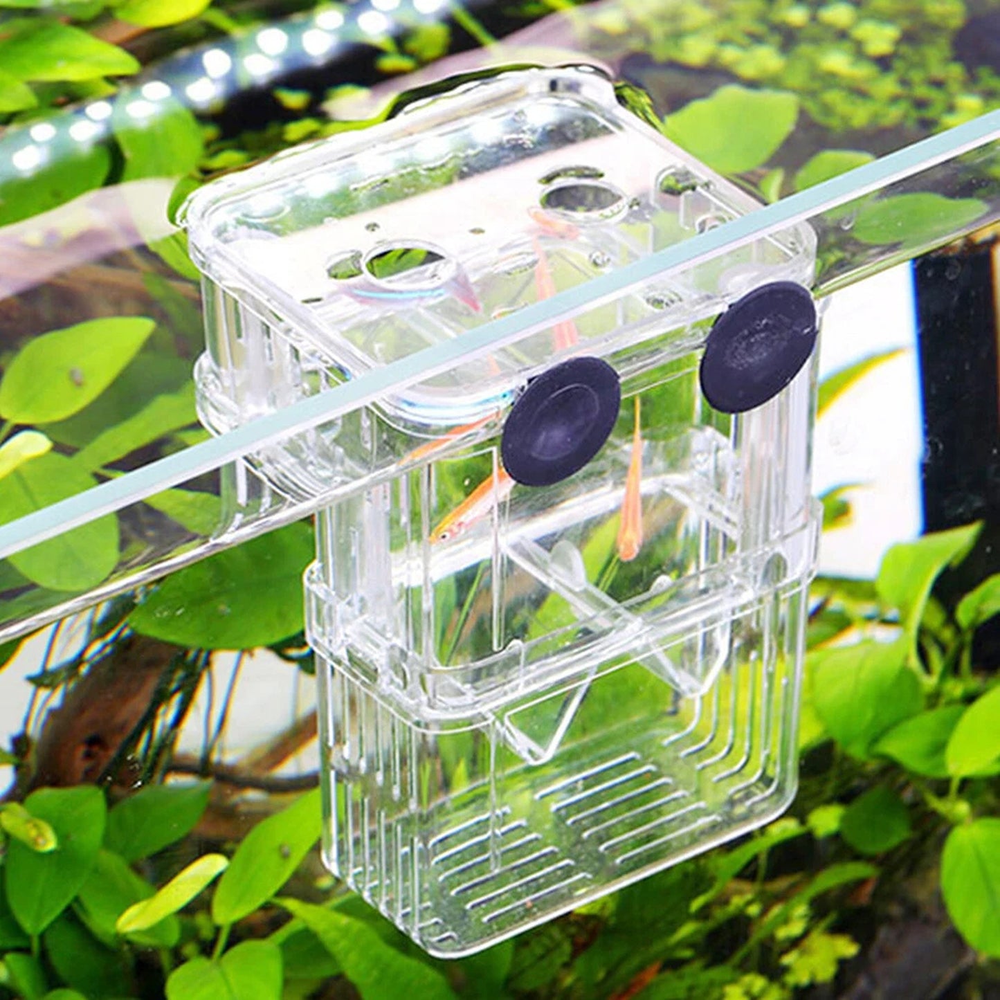 Multifunction Aquarium Fish Breeding and Isolation Box