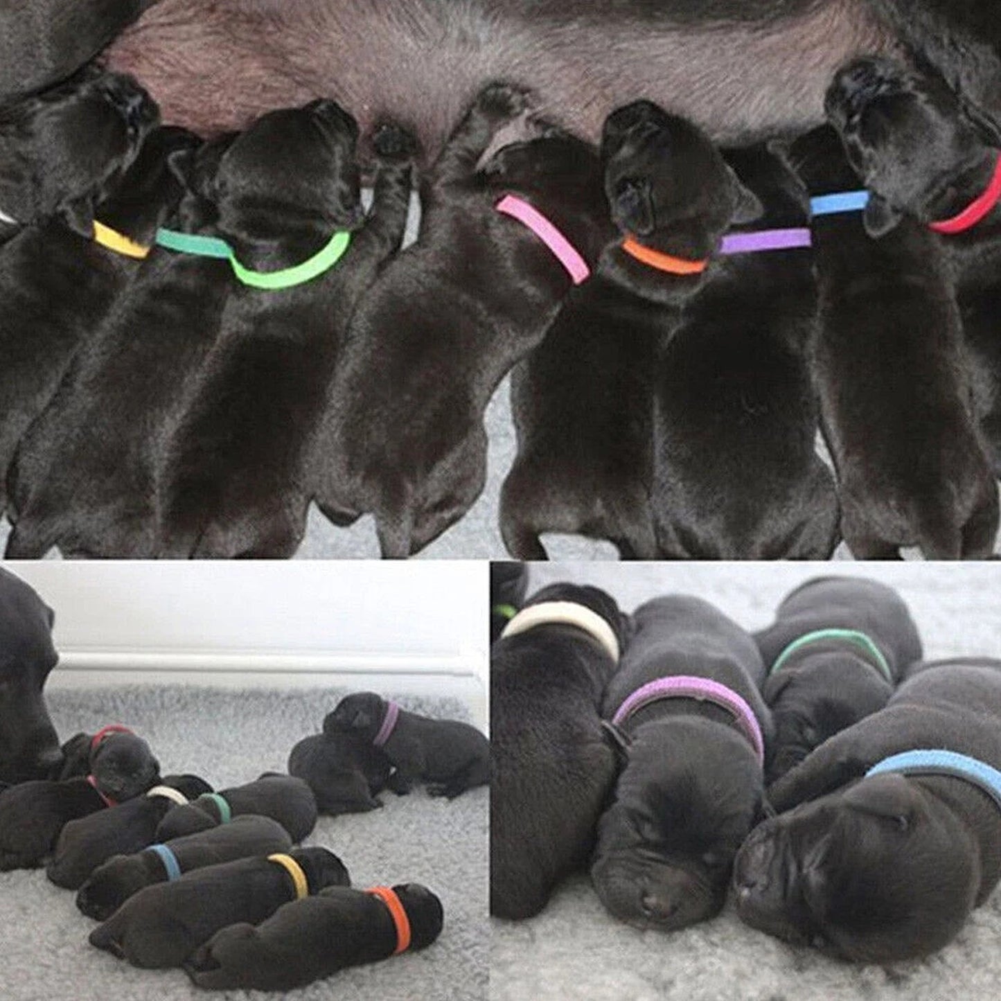 12 Piece Puppy and Kitten ID Collar Band Set