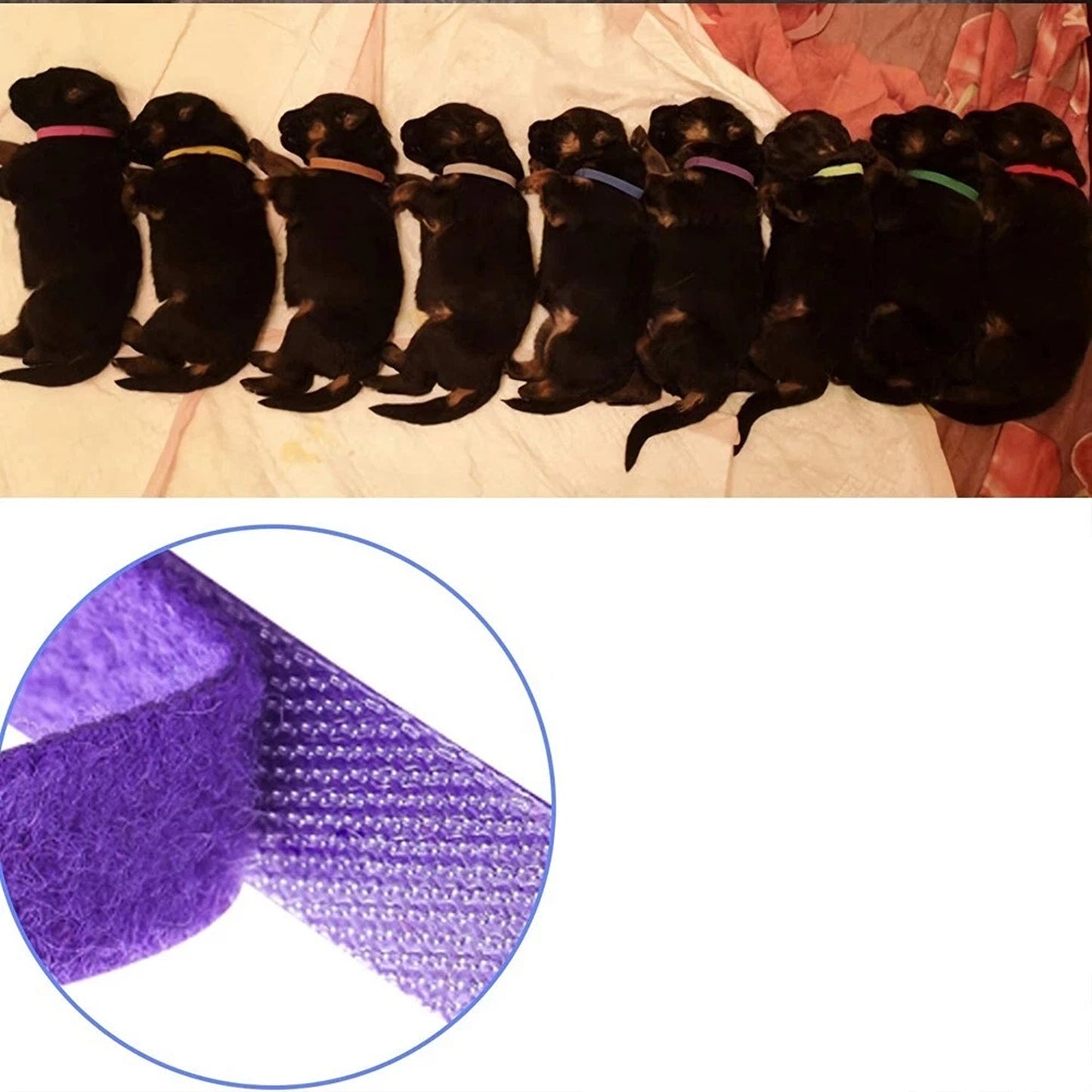 12 Piece Puppy and Kitten ID Collar Band Set
