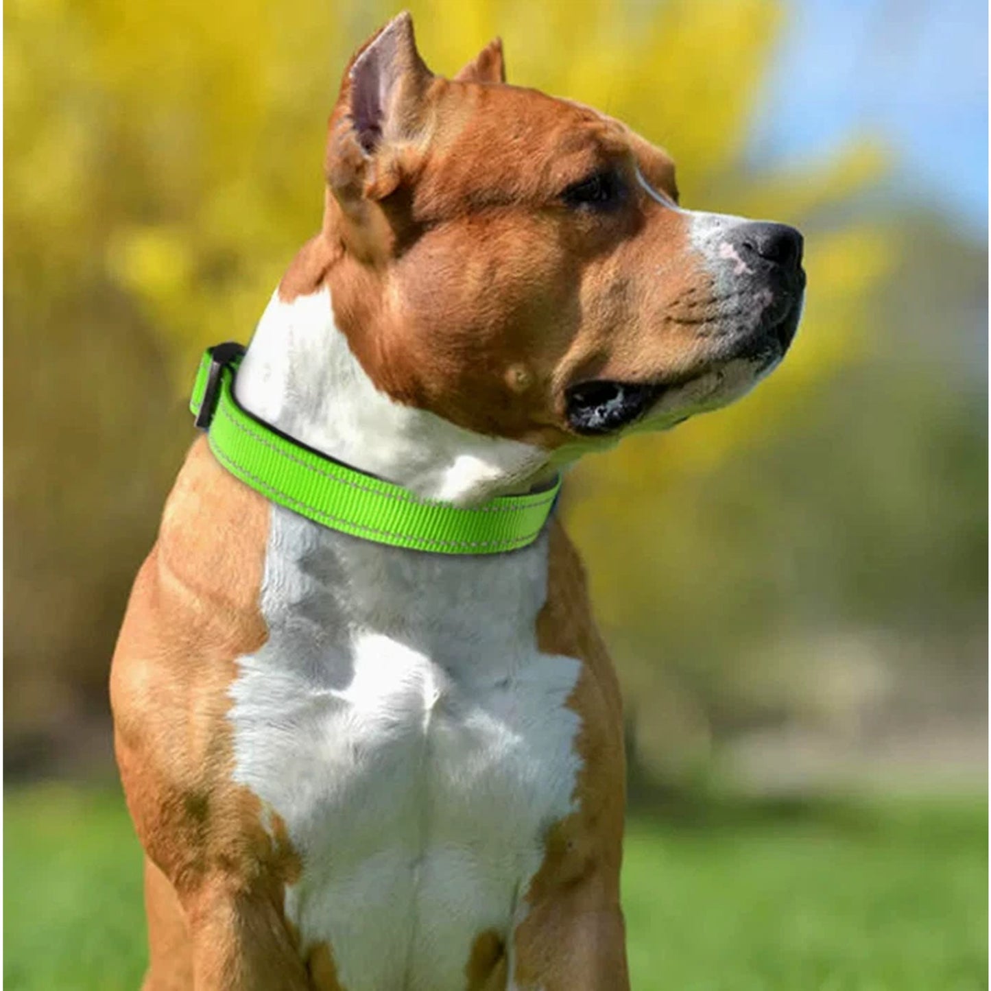 Sky Blue Adjustable Pet Collar with Safety Lock Buckle