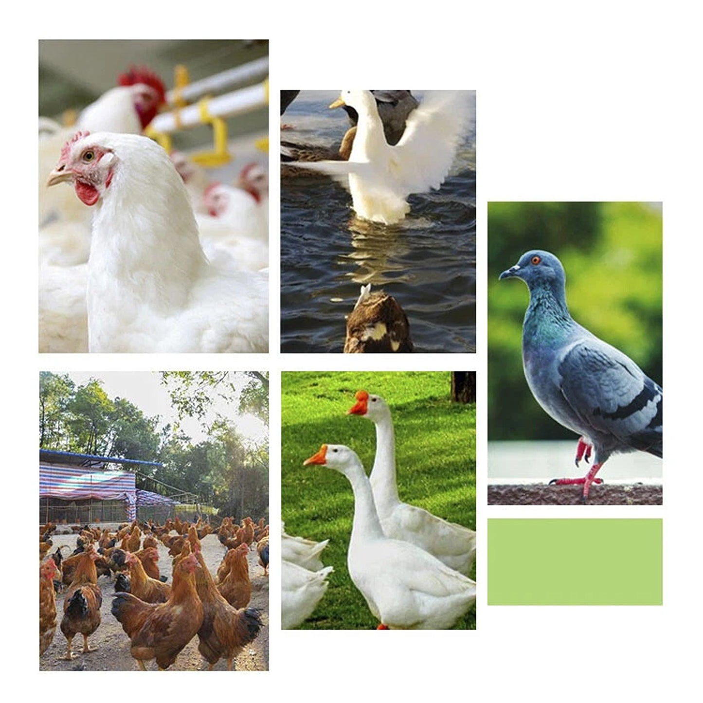 Automatic Chicken Feeder and Waterer Set for Poultry